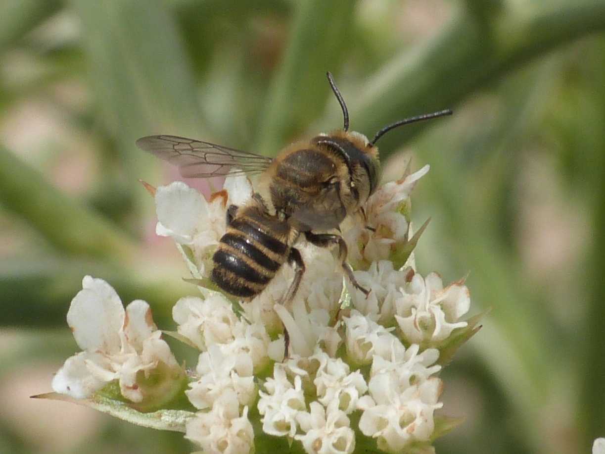 Piccolo Megachile bruno